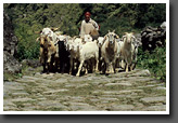 Goatherd with Flock