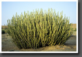 Desert Vegetation