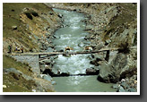 Mules on bridge