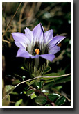 Gentian