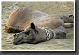 Camel enjoying the Rest