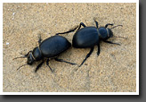 Black Desert Beetles