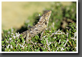 Agama