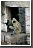 Monkey