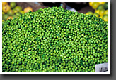 Peas