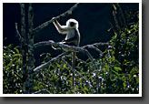 Langur Monkey