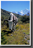 Upper Langtang Valley