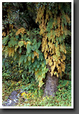 Tree Trunks Covered with Ferns