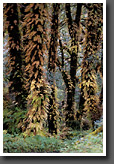 Rain Forest