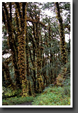 Tree Trunks Covered with Ferns
