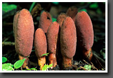 Group of Mushrooms