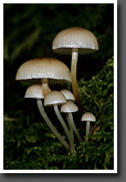 Group of Small Fungi
