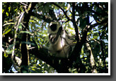 Langur Monkey