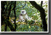 Langur Monkey