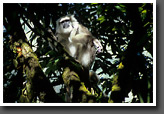 Langur monkey scratching